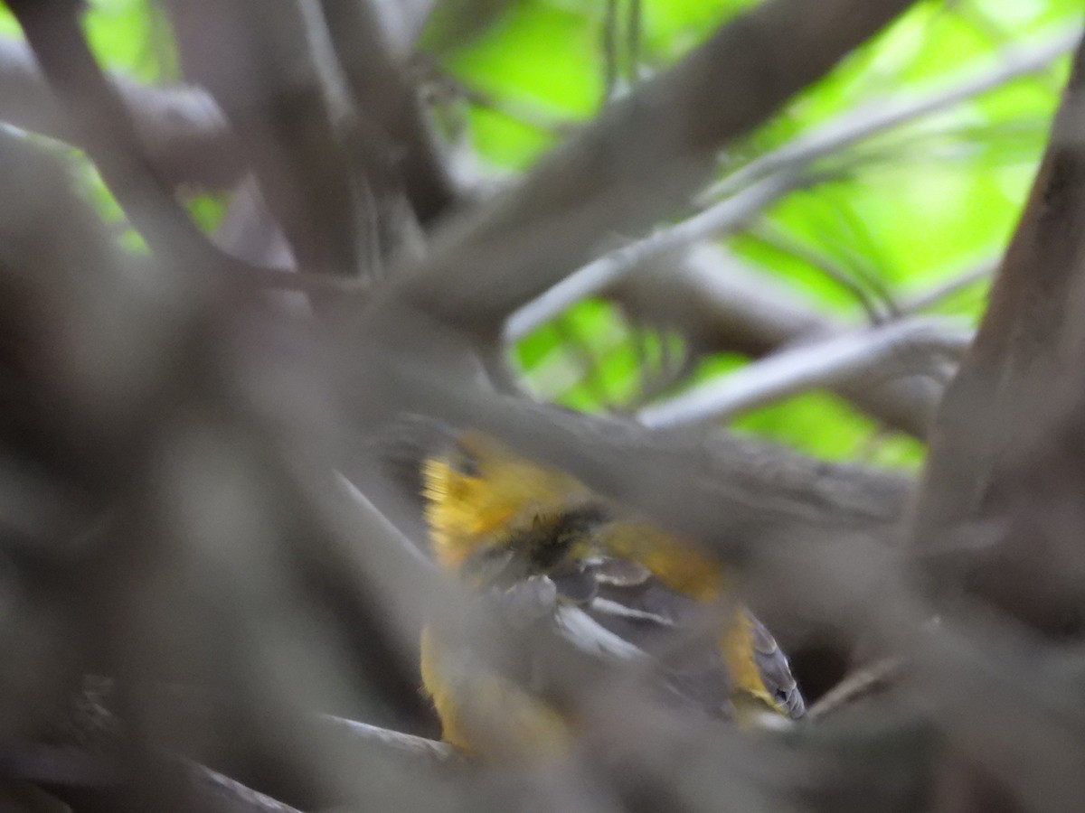 Spot-breasted Oriole - ML642931535