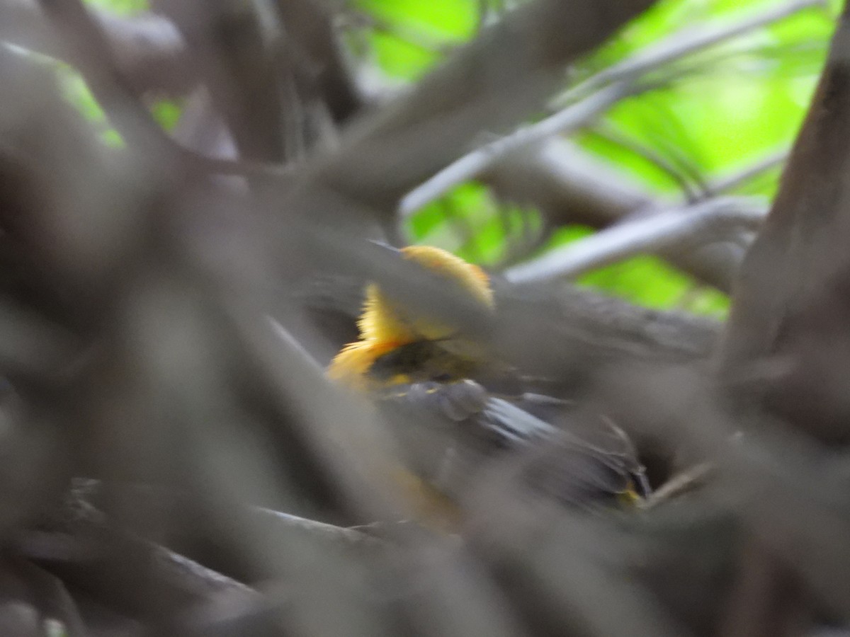 Spot-breasted Oriole - ML642931537