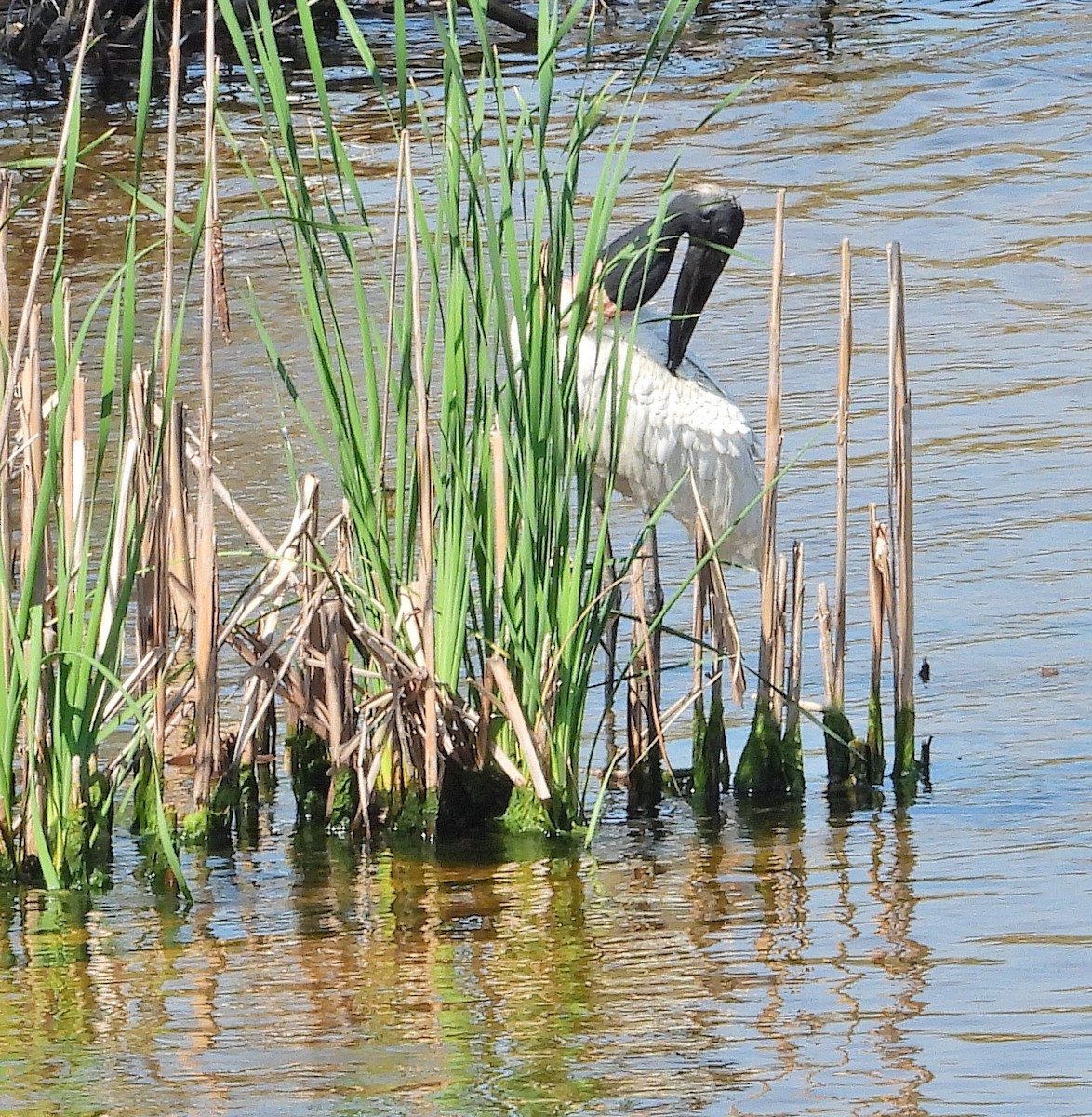 Jabiru - ML642931546