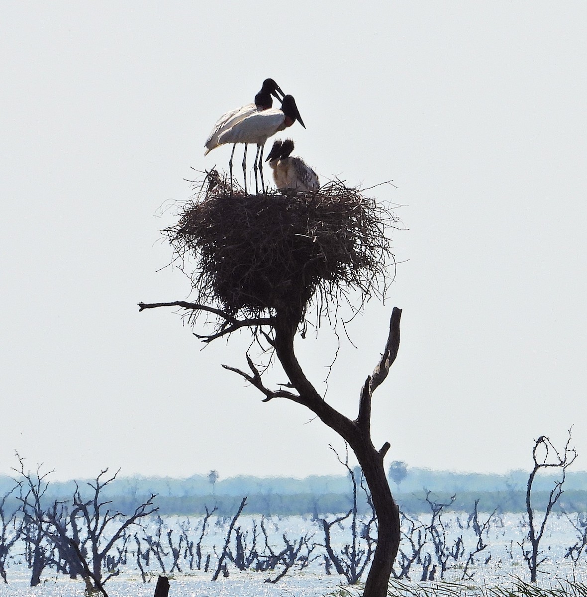 Jabiru - ML642931547