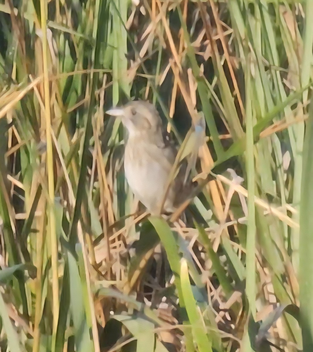 Nelson's Sparrow - ML642931610