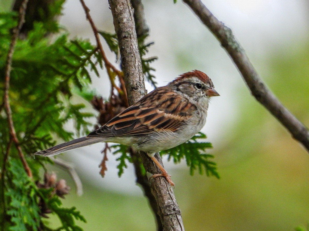 Chipping Sparrow - ML642931646
