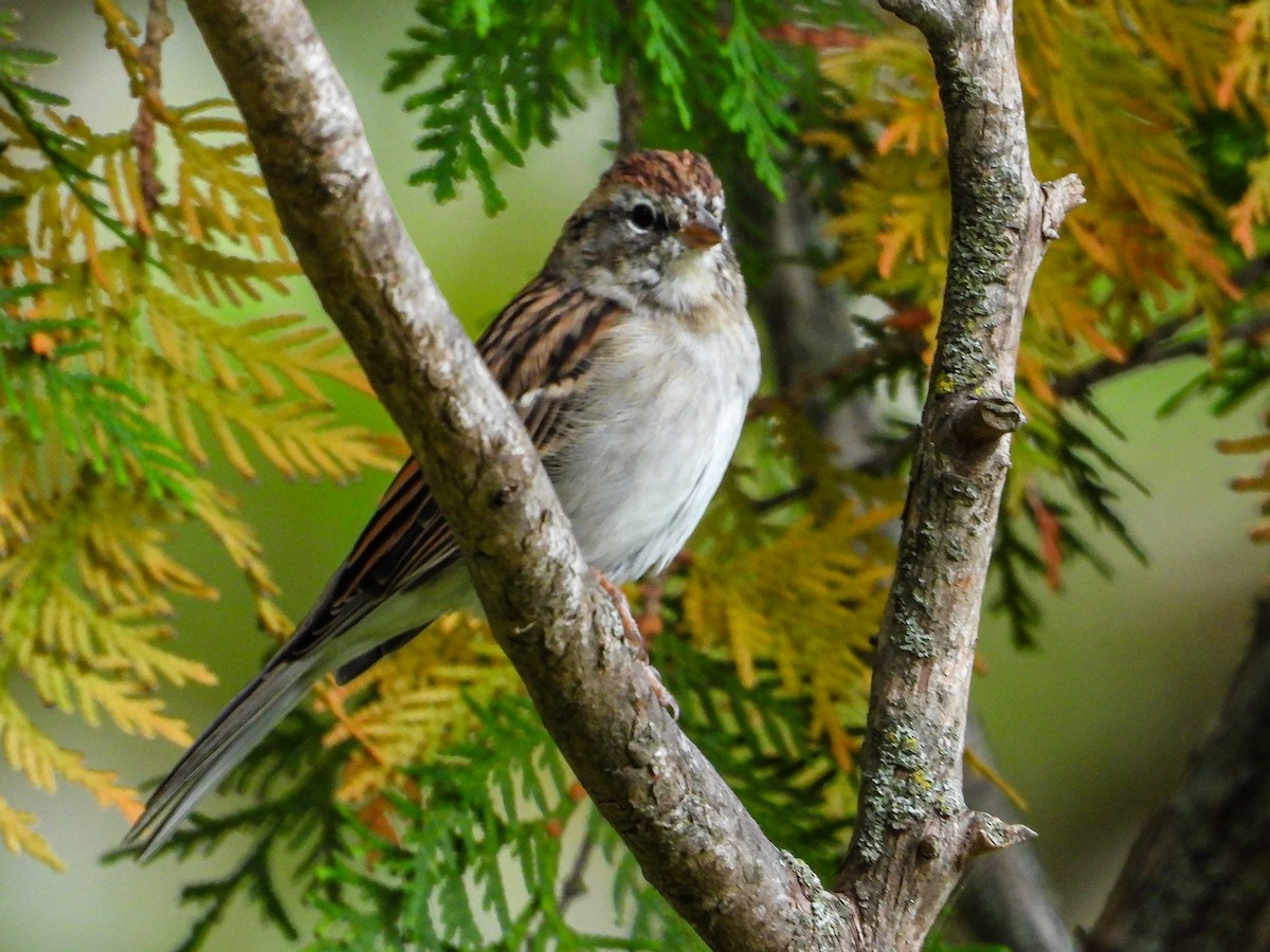 Chipping Sparrow - ML642931647