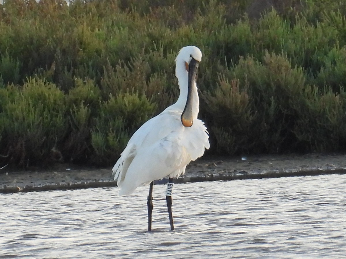 Eurasian Spoonbill - ML642931650
