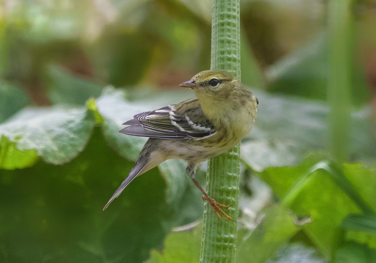 Blackpoll Warbler - ML642931665