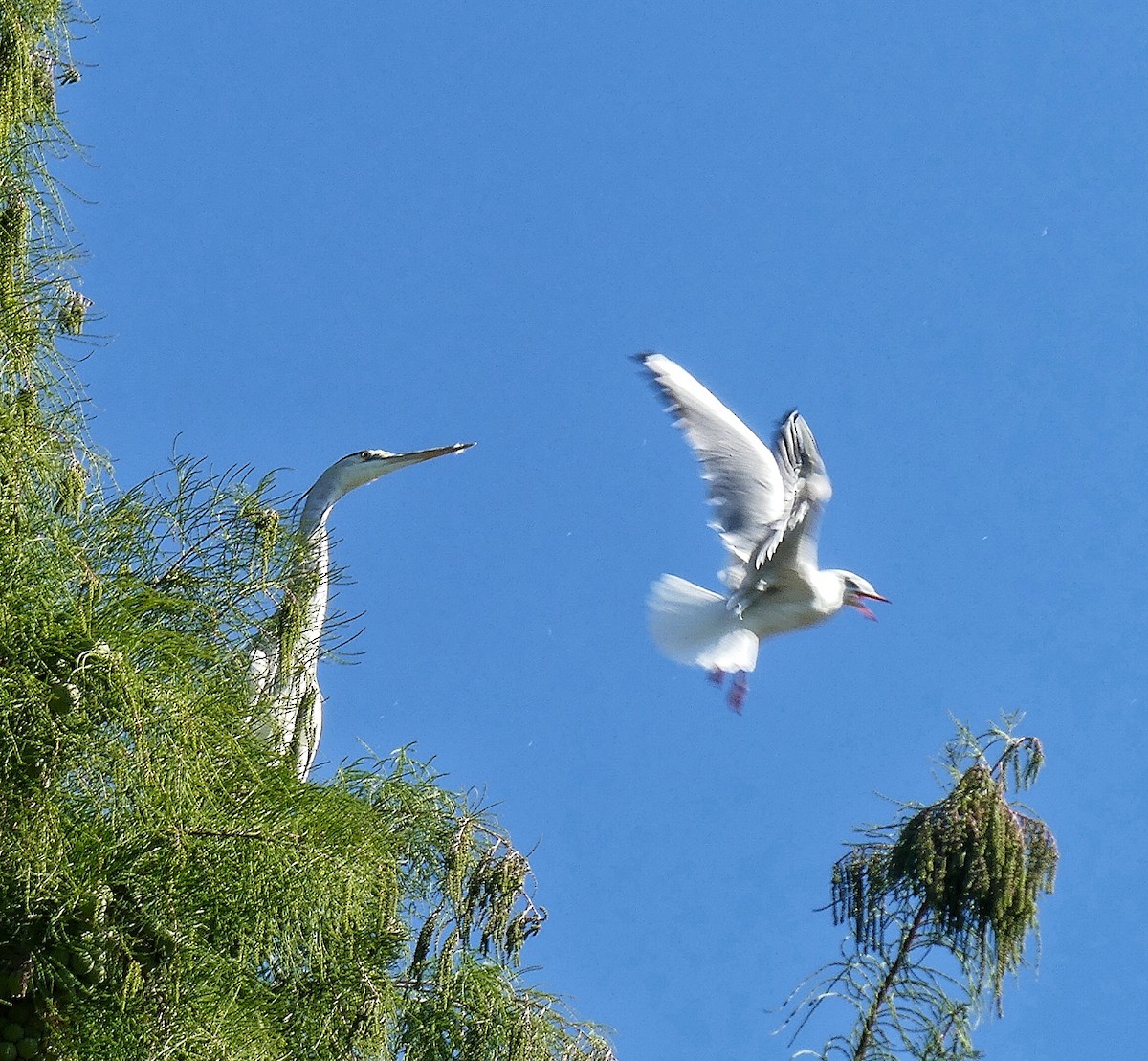 Black-headed Gull - ML642931674