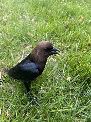 Brown-headed Cowbird - ML642931690