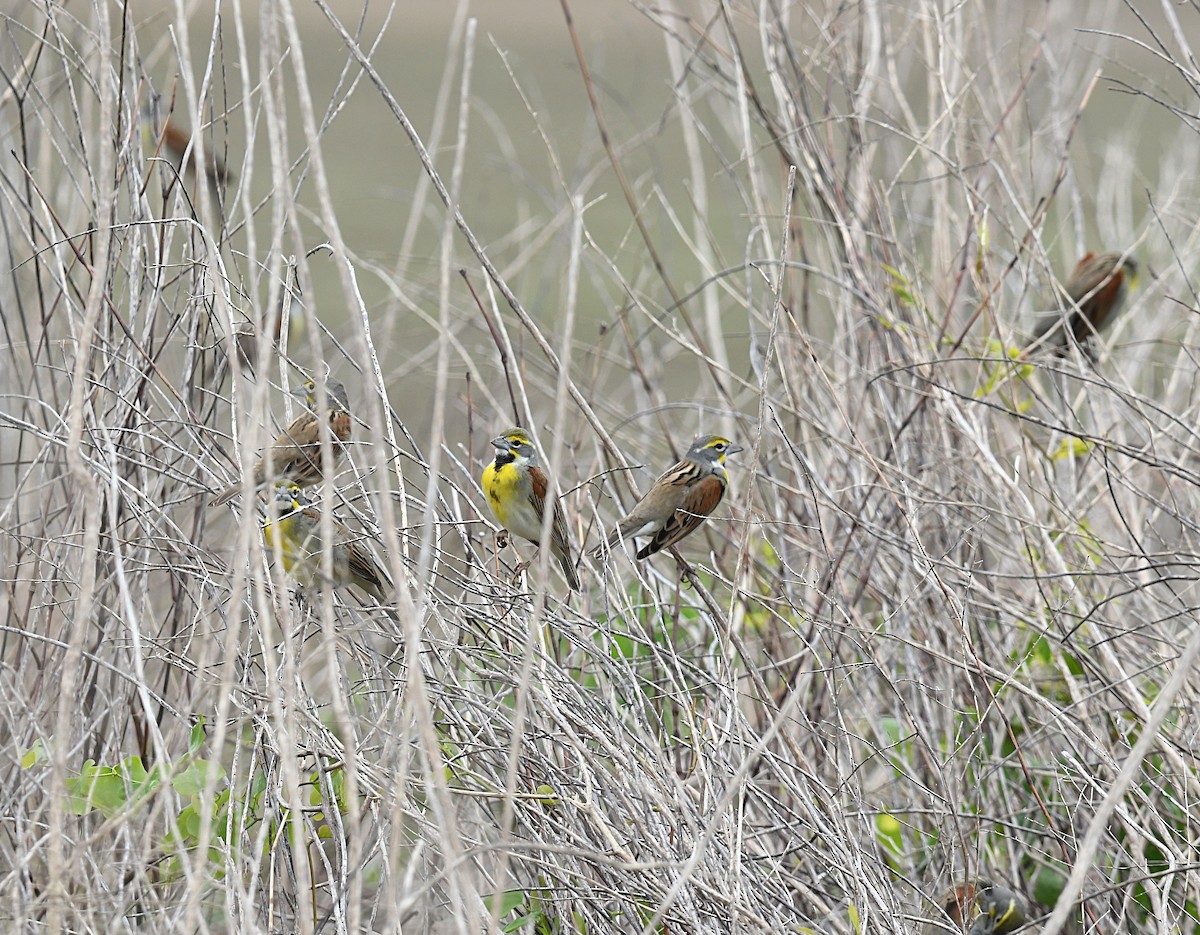 Dickcissel - ML642931701