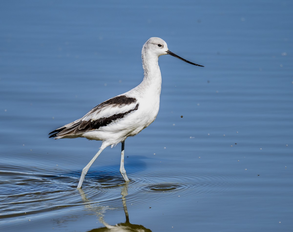 American Avocet - ML642931705