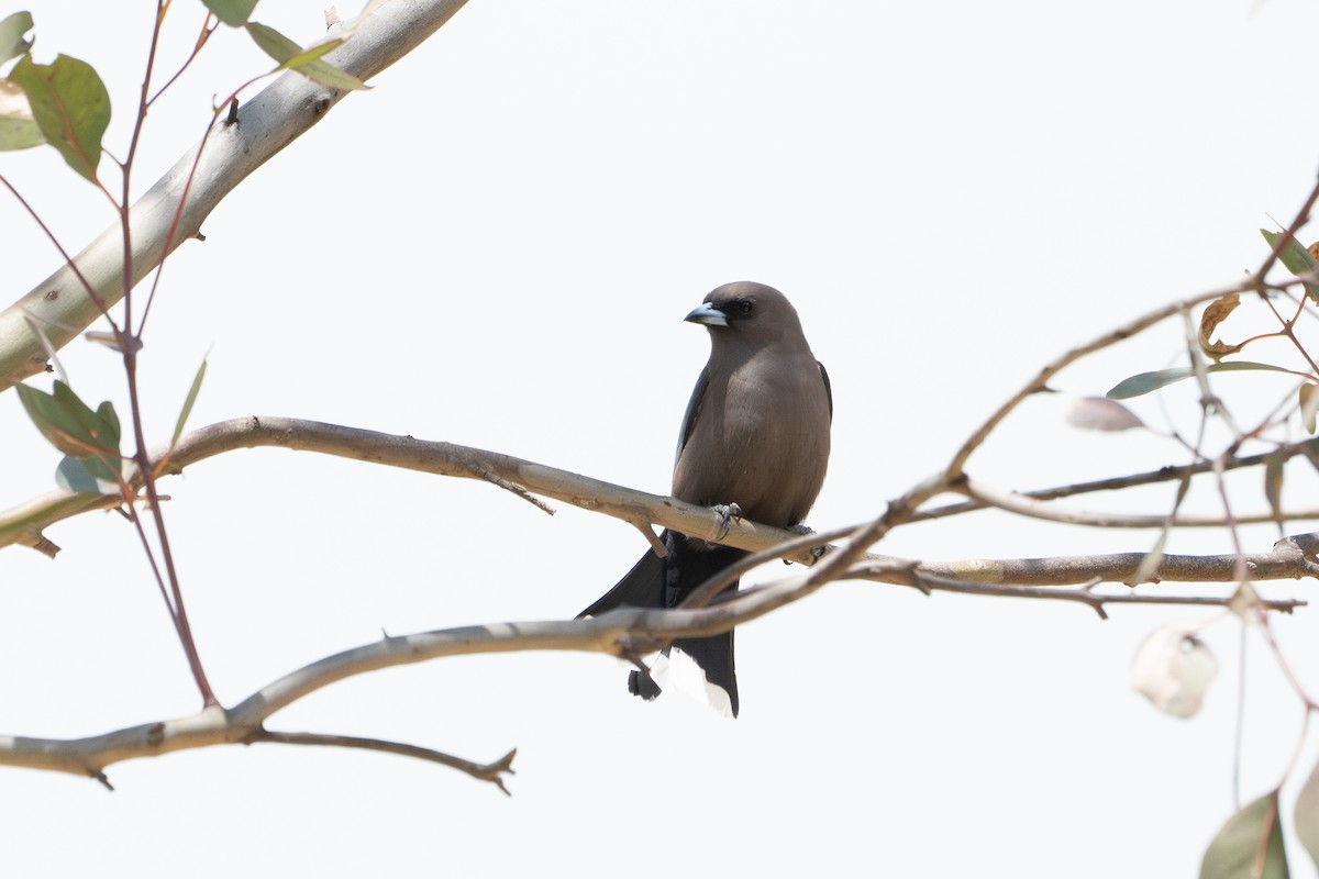 Dusky Woodswallow - ML642931727