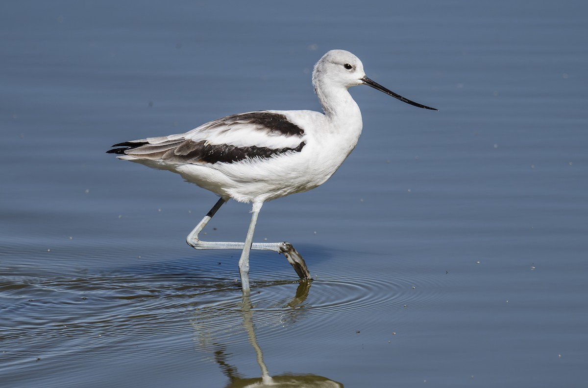 American Avocet - ML642931728