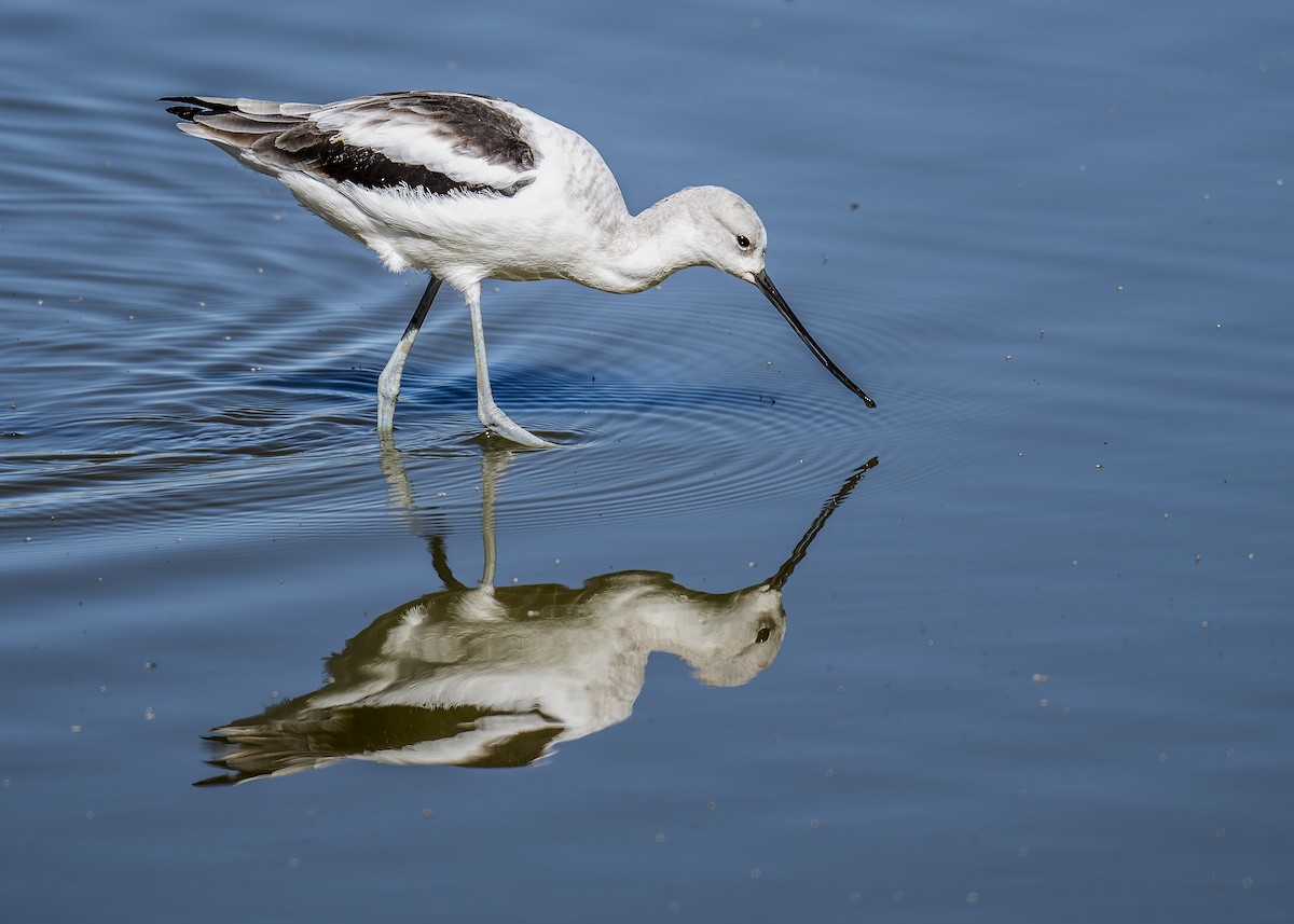 American Avocet - ML642931733