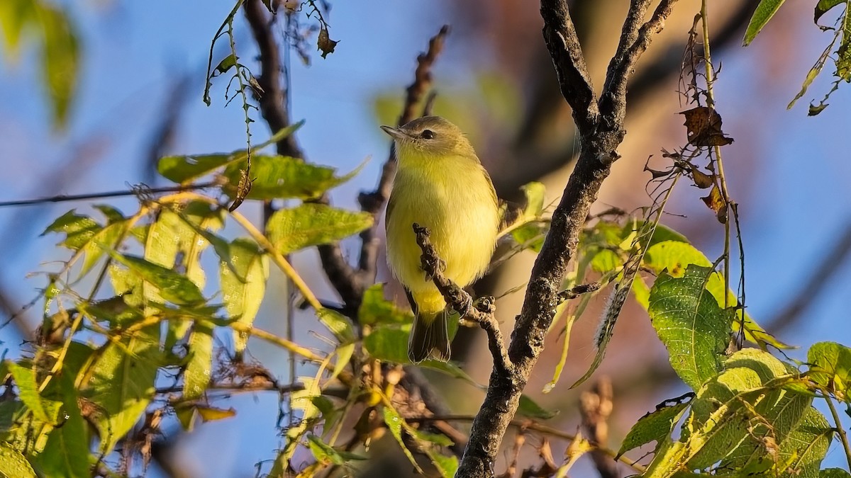 セアカモズモドキ - ML642931735