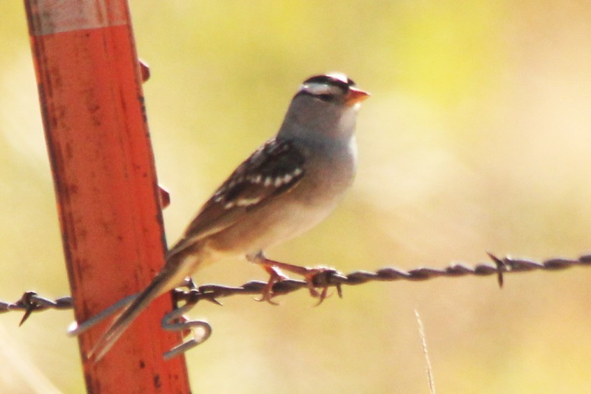 White-crowned Sparrow - ML642931755