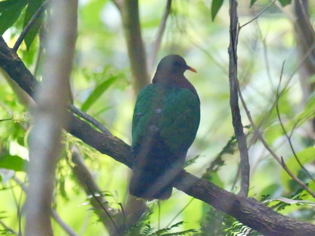 Pacific Emerald Dove - ML642931777