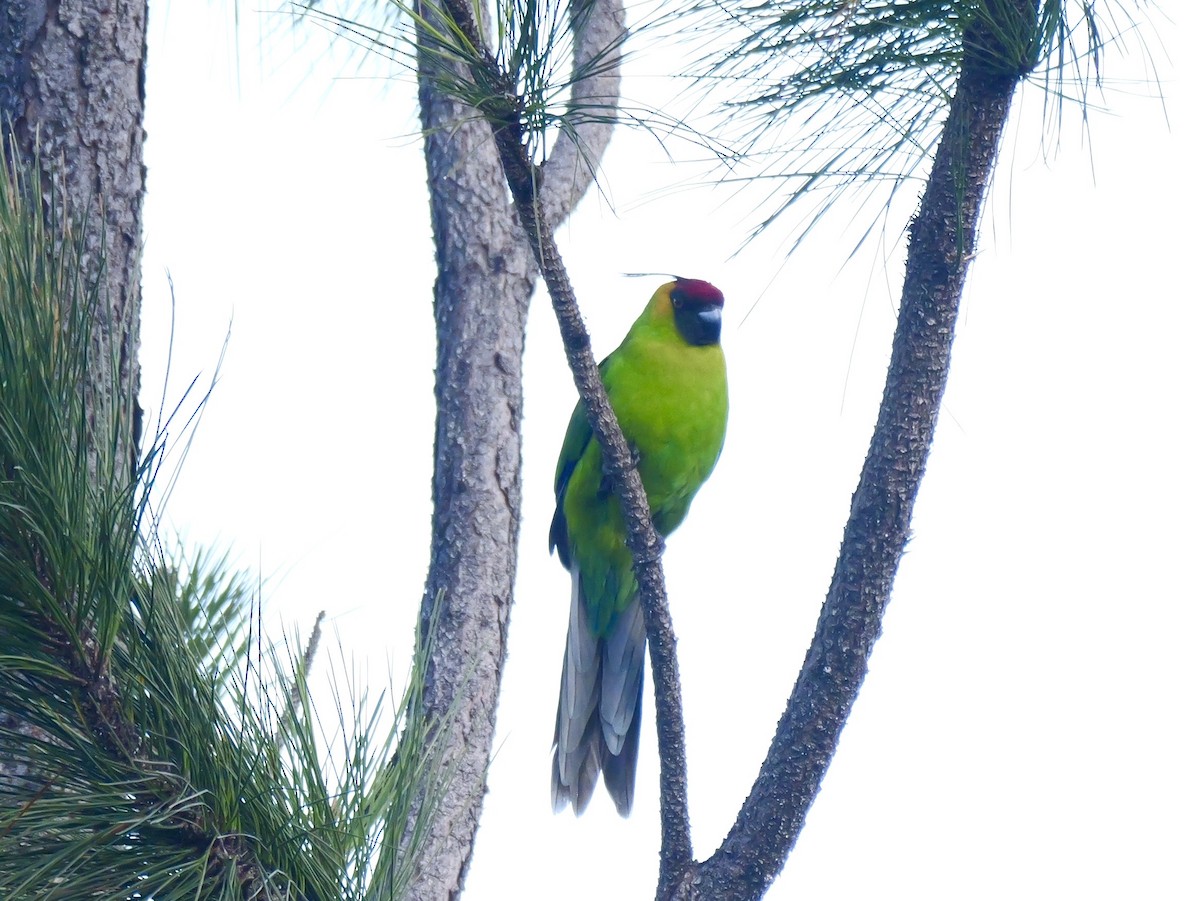 Horned Parakeet - ML642931803