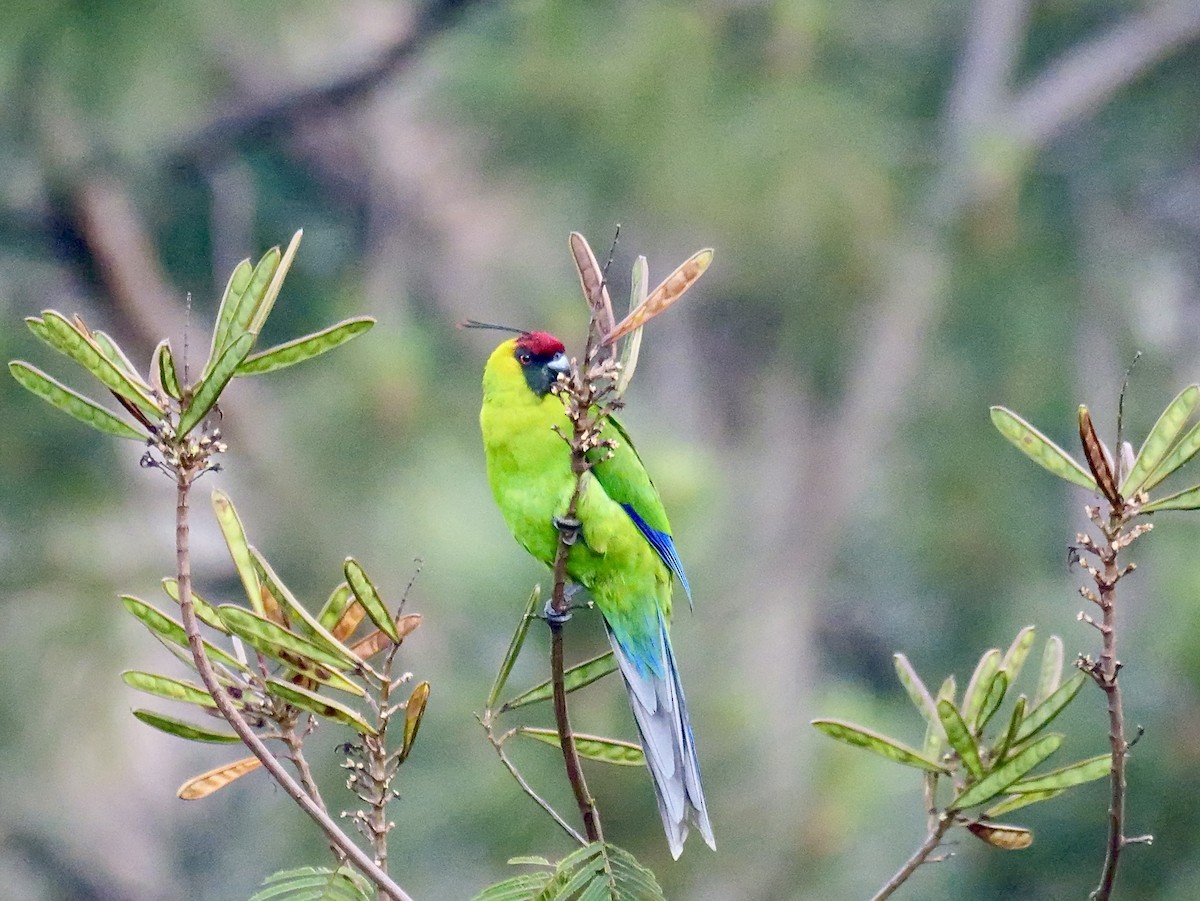 Horned Parakeet - ML642931804