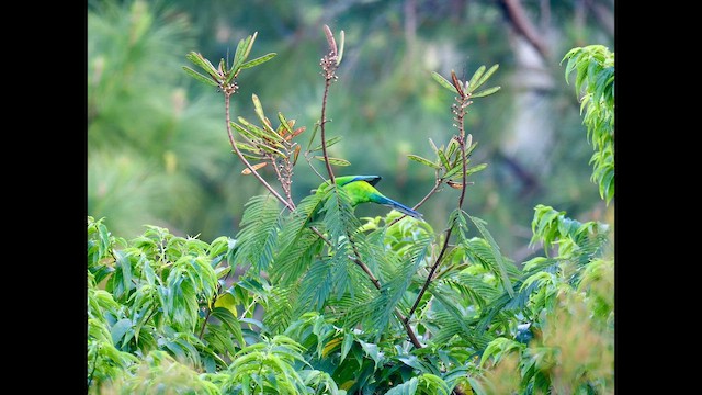 Horned Parakeet - ML642931805