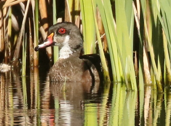 Wood Duck - ML642931821