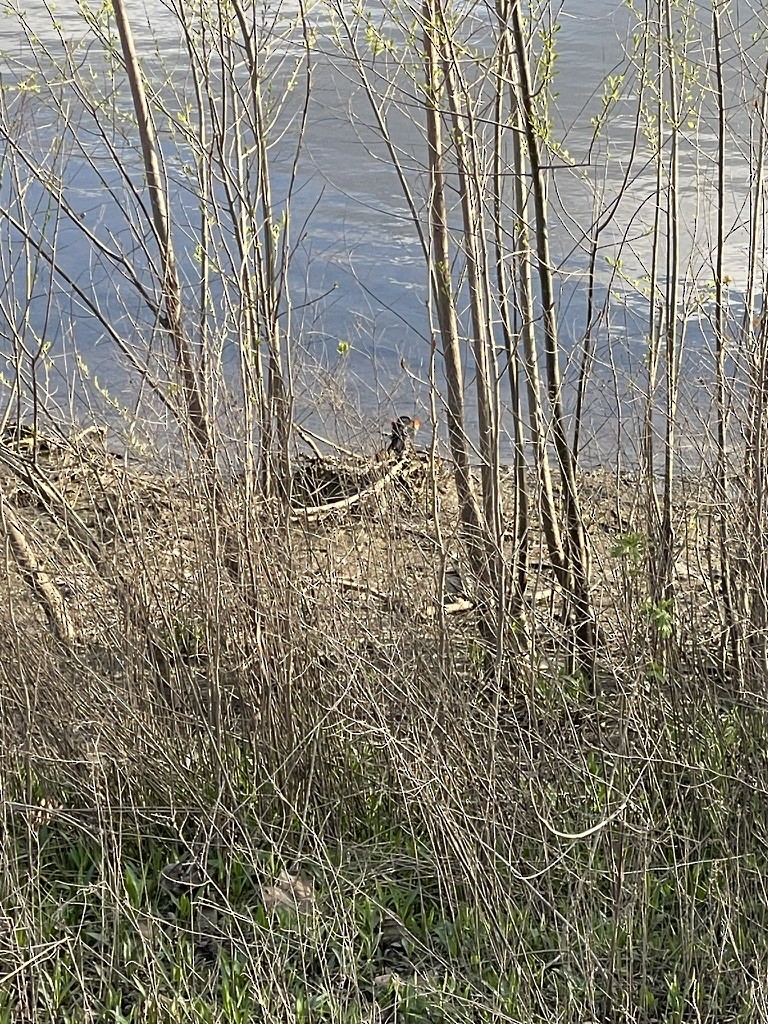 Red-winged Blackbird - ML642931823