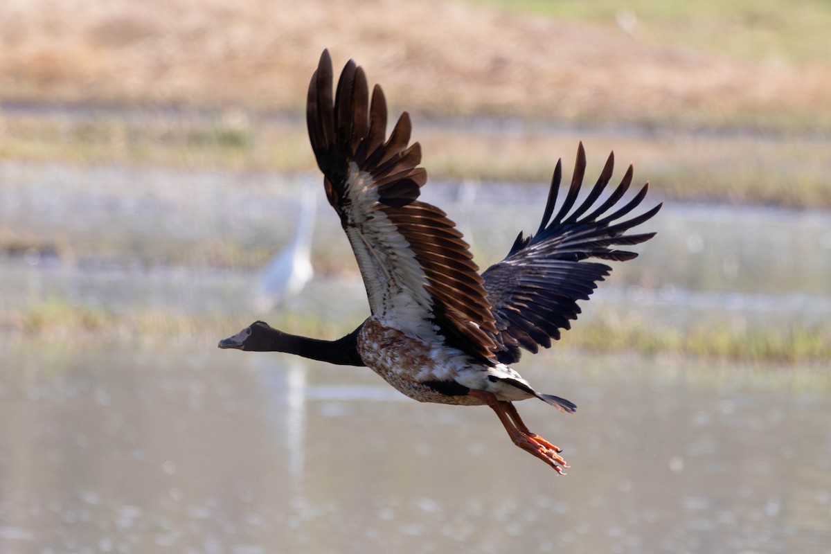 Magpie Goose - ML642931826