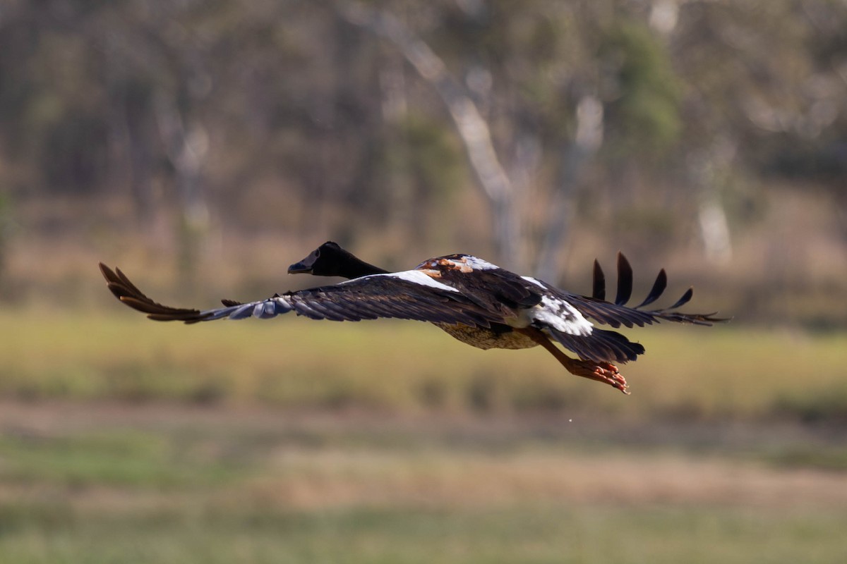 Magpie Goose - ML642931827