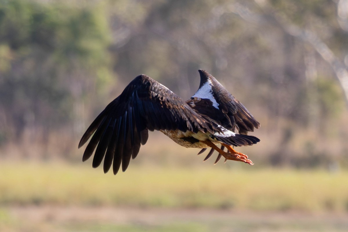 Magpie Goose - ML642931828