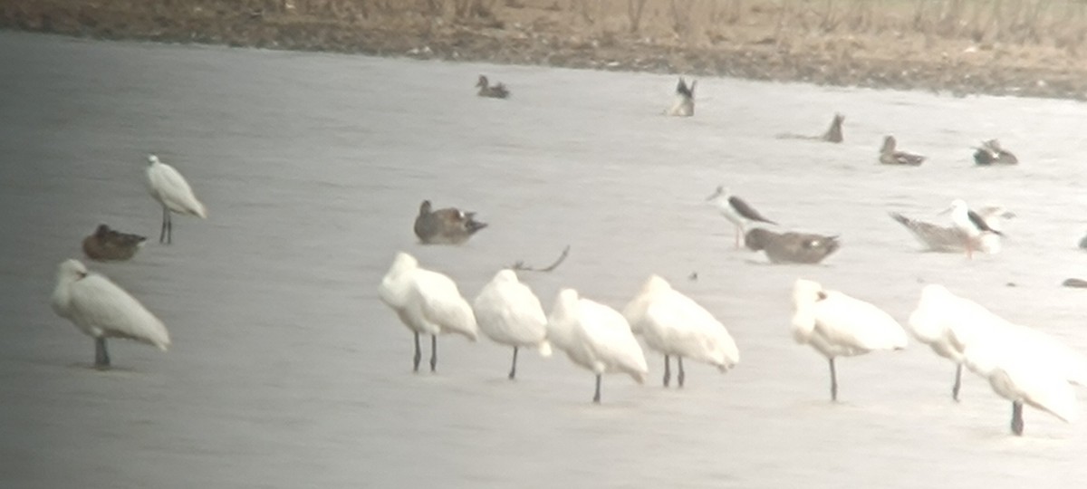 Eurasian Spoonbill - ML642931843
