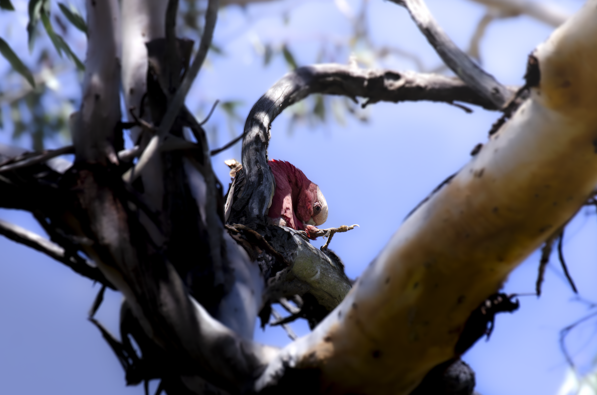 Galah - ML642931852
