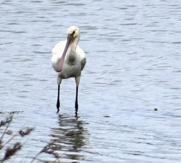 Eurasian Spoonbill - ML642931857