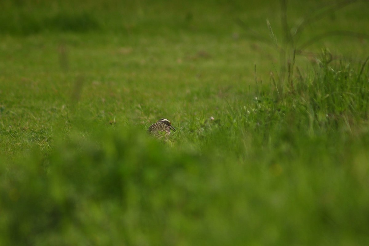 Long-tailed Meadowlark - ML642931865