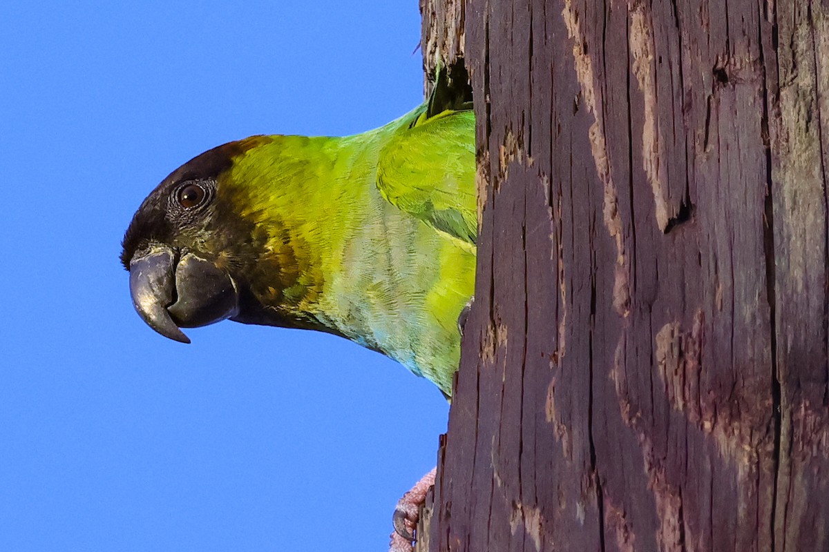 Nanday Parakeet - ML642931875