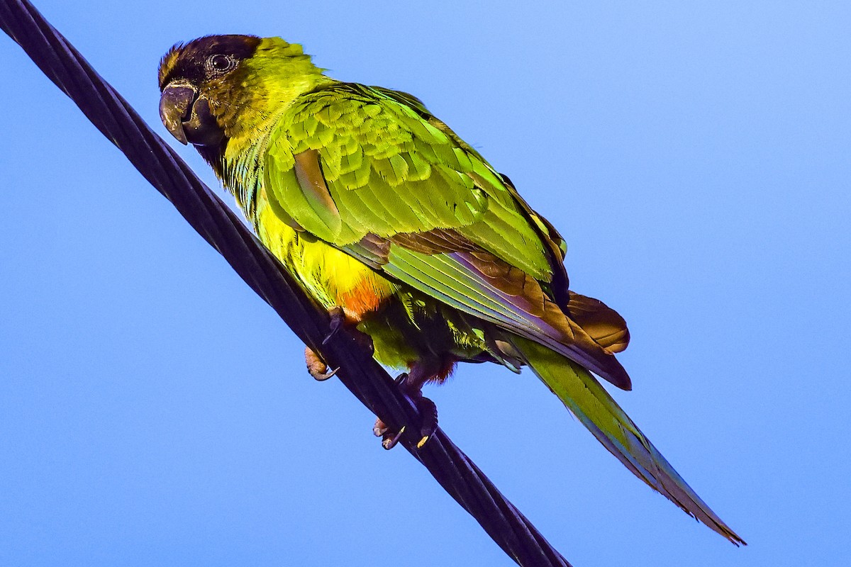 Nanday Parakeet - ML642931876