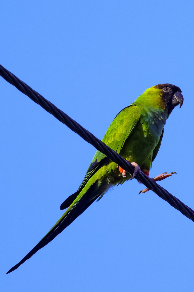 Nanday Parakeet - ML642931878