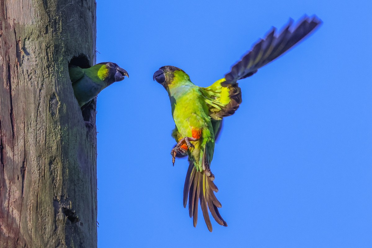 Nanday Parakeet - ML642931879