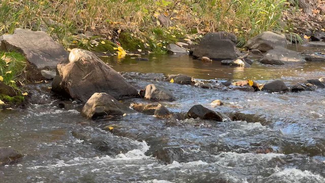 American Dipper - ML642931887