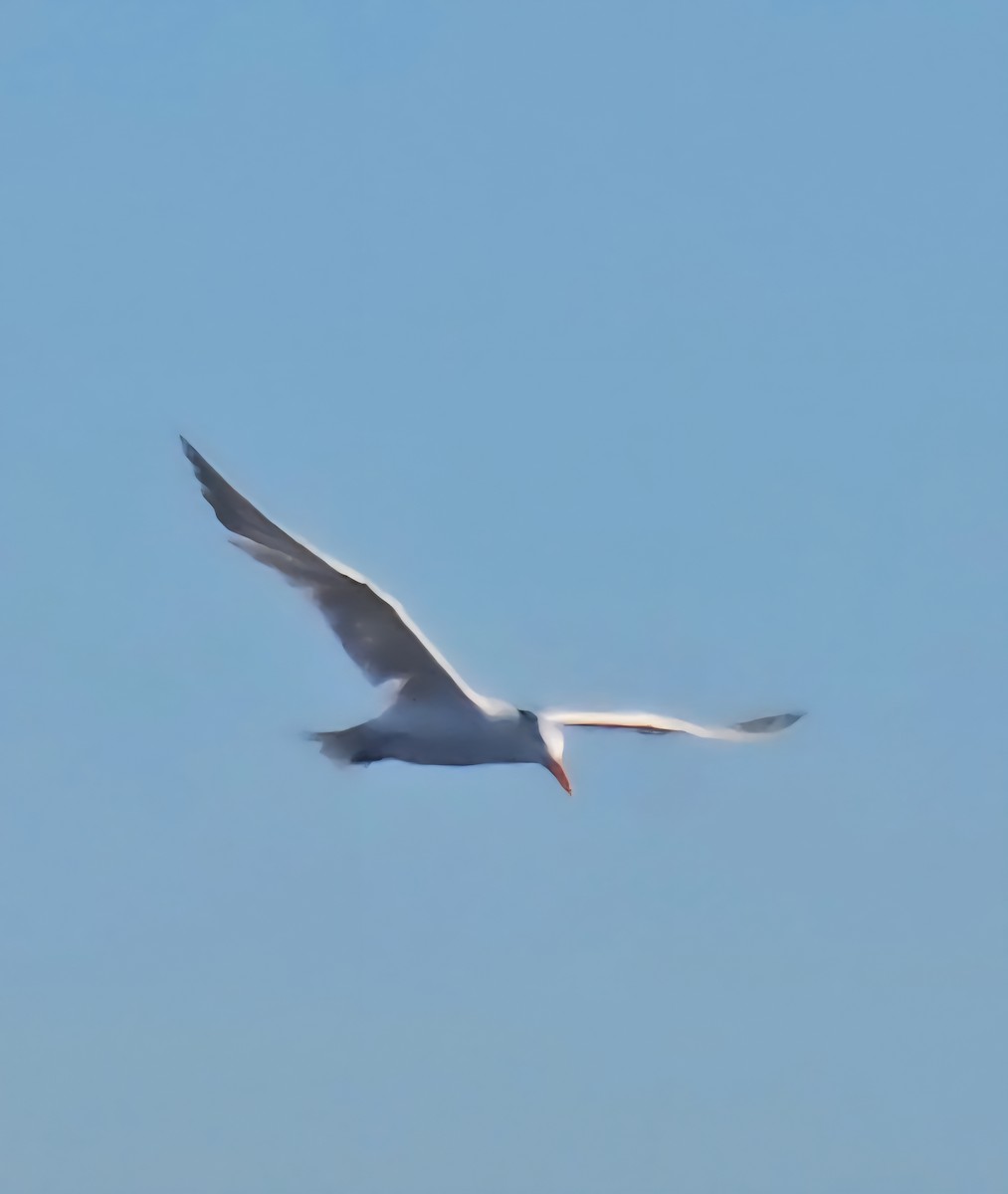 Royal Tern - ML642931905