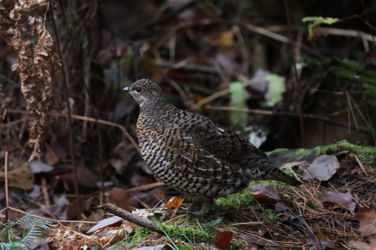 Spruce Grouse - ML642931924
