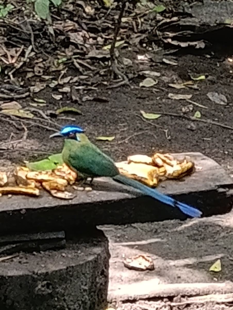 Motmot d'Équateur - ML642931925