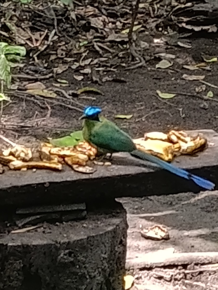 Motmot d'Équateur - ML642931926