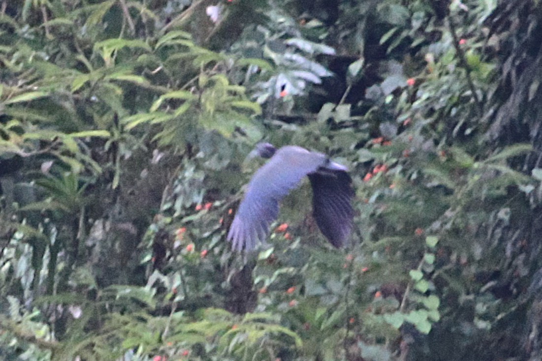 Green Ibis - ML642931929