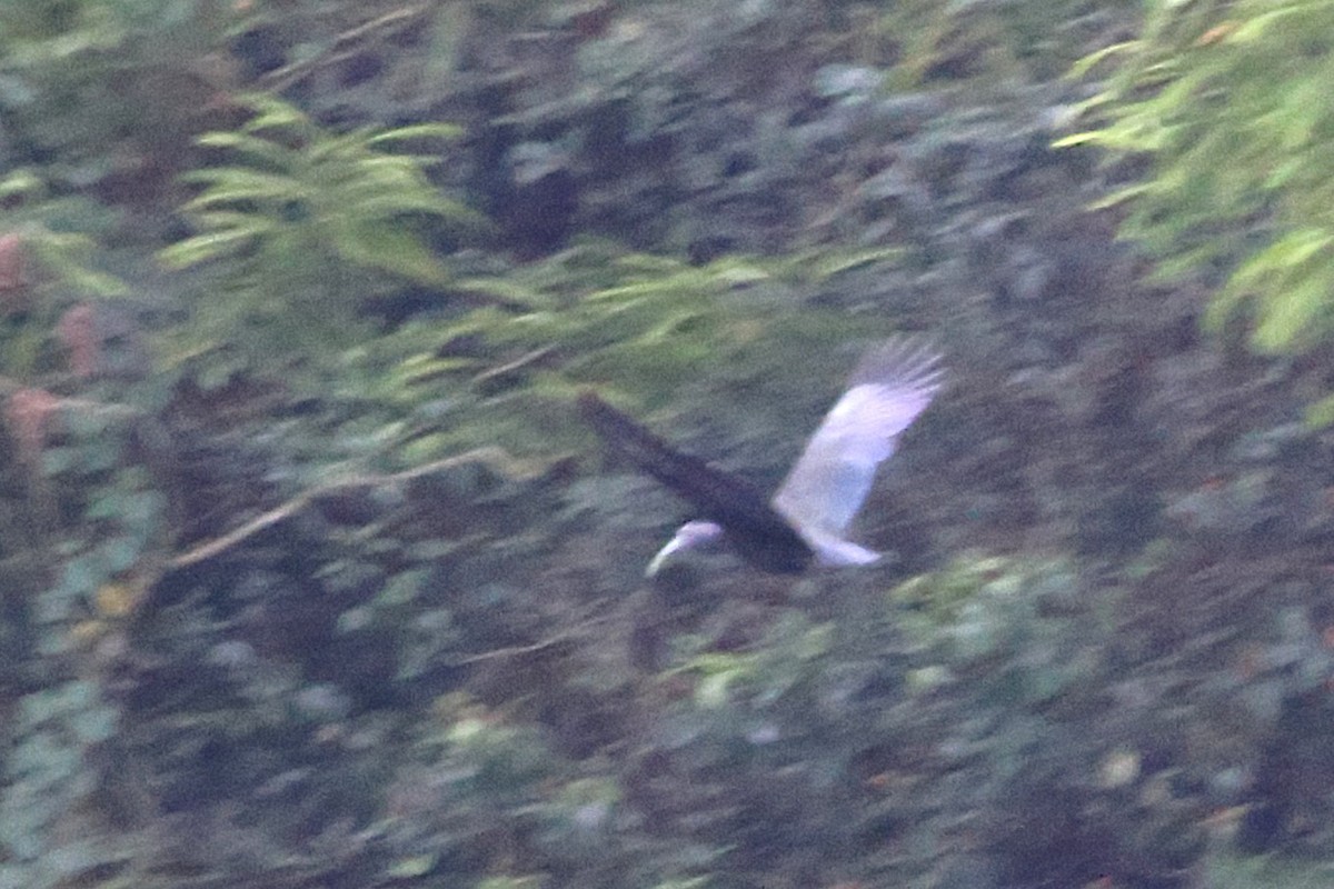Green Ibis - ML642931930