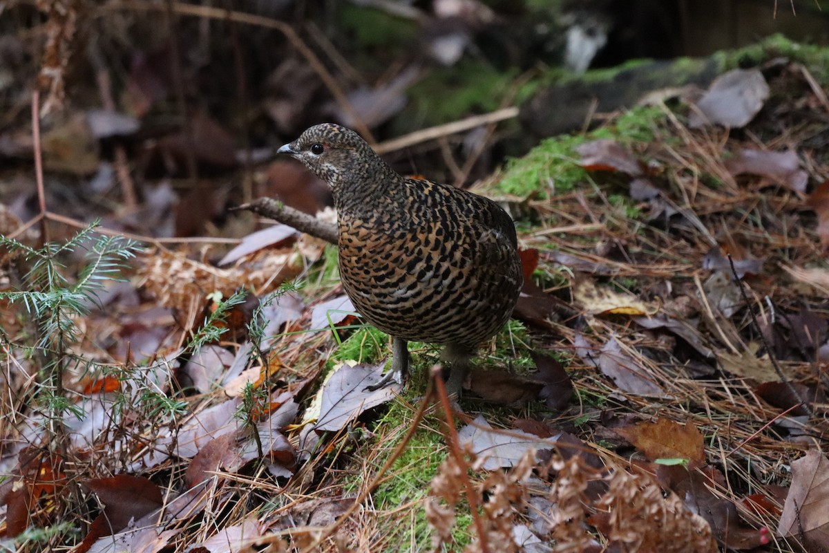 Spruce Grouse - ML642931940