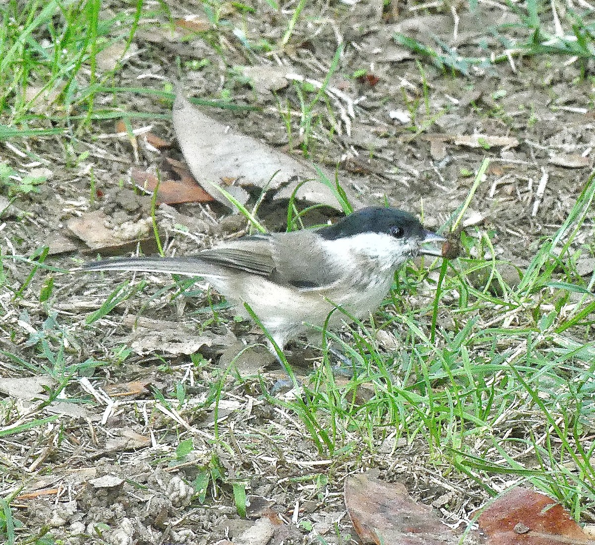 Marsh Tit - ML642931954