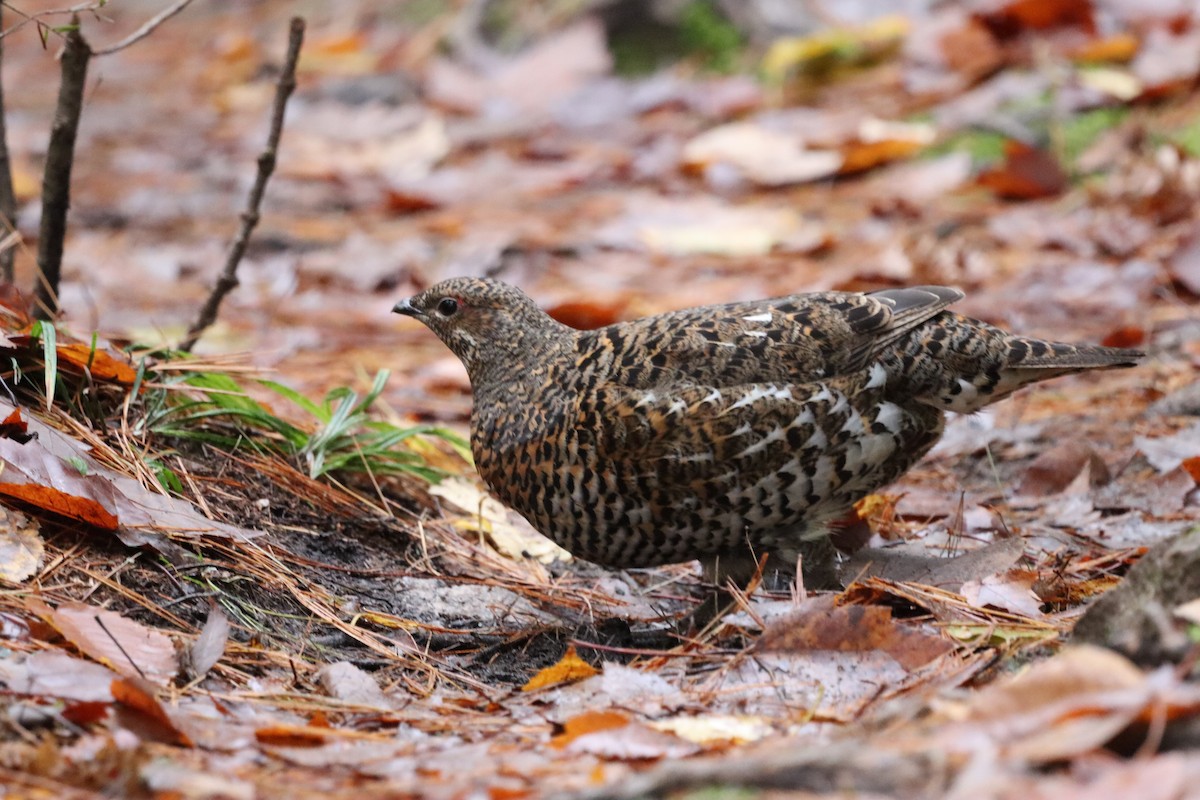 Spruce Grouse - ML642931955