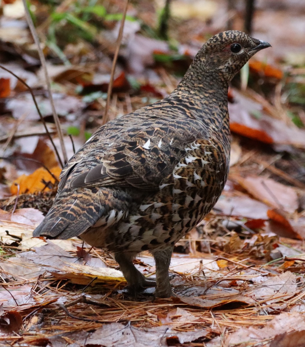 Spruce Grouse - ML642931969