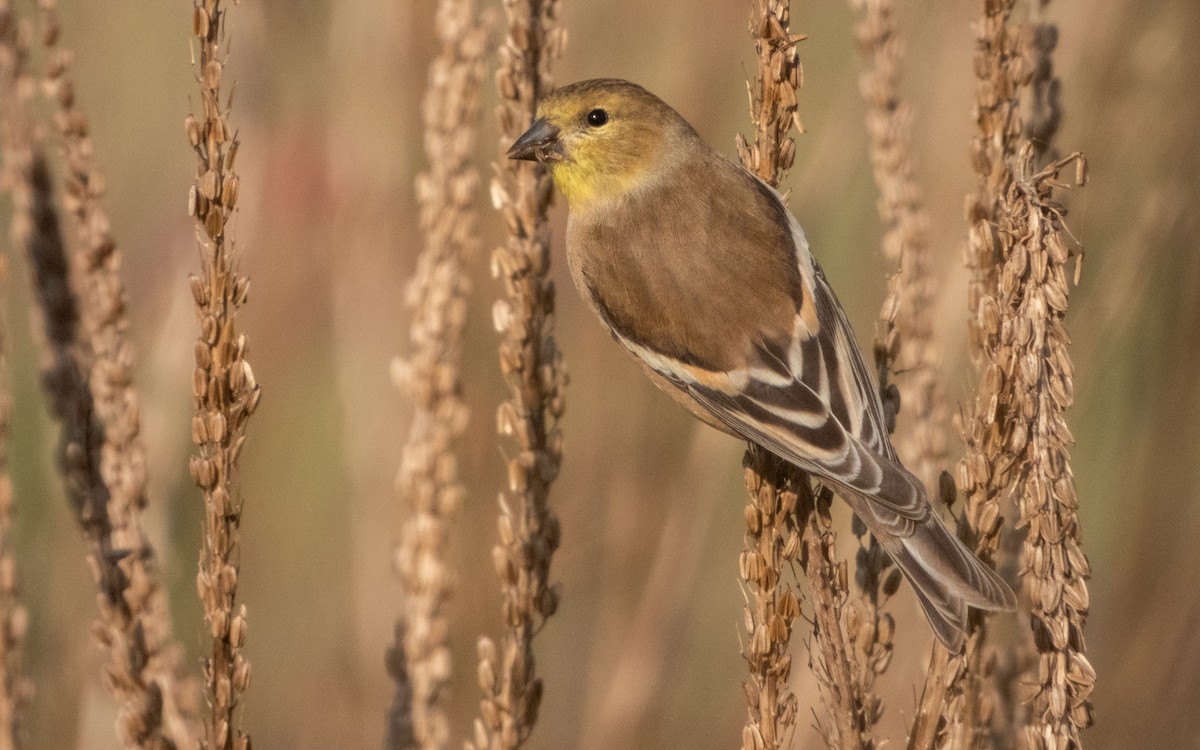 American Goldfinch - ML642931971