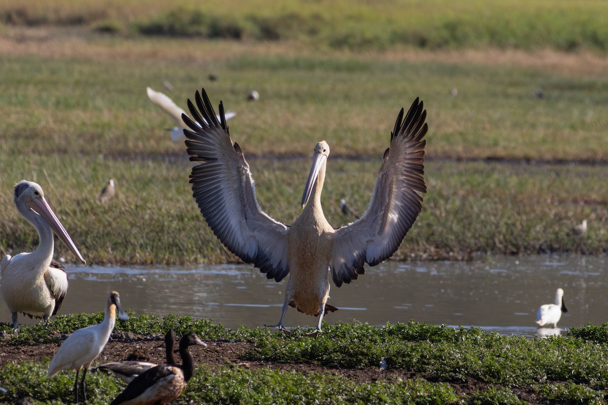 Australian Pelican - ML642931974