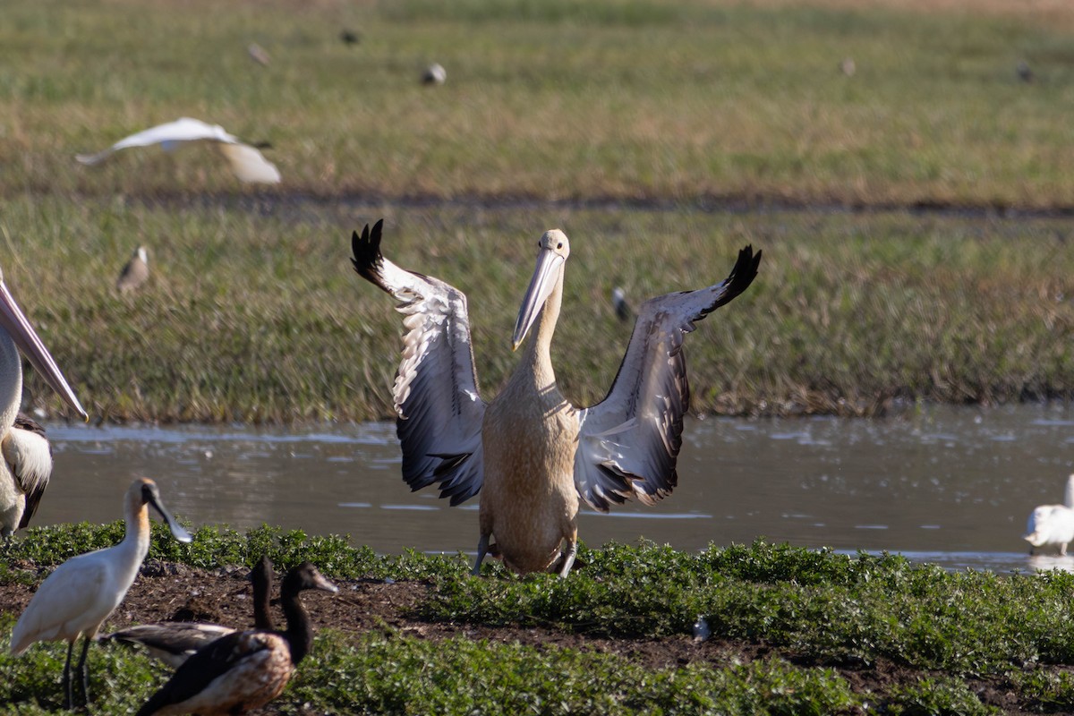 Australian Pelican - ML642931975