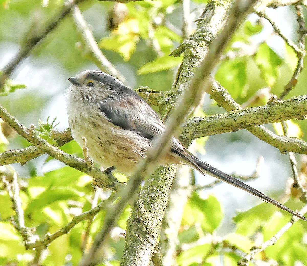 Long-tailed Tit - ML642931979